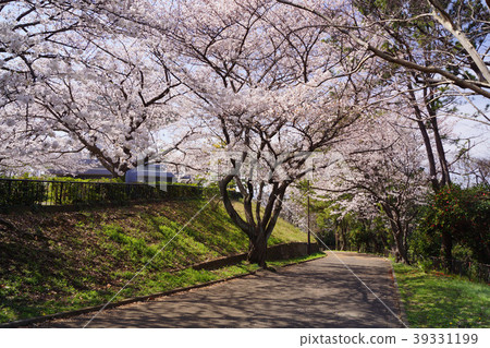 野島公園櫻花 野島公園櫻花 39331199