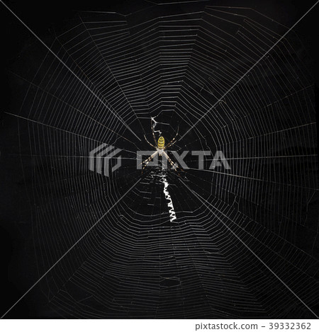 與蜘蛛網的黑背景 39332362