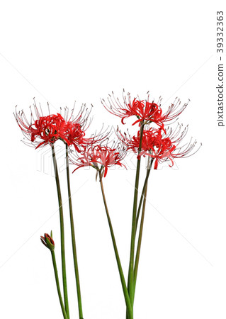 石蒜 石蒜 39332363