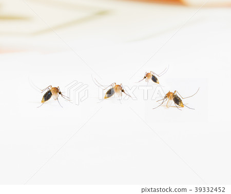 mosquito mosquito 39332452