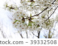 櫻花在鎌倉Yukinoshita教堂 39332508