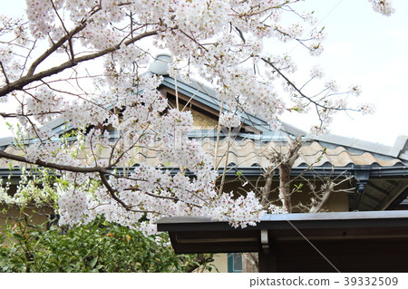 Sakura in the back road of Kamakura 39332509