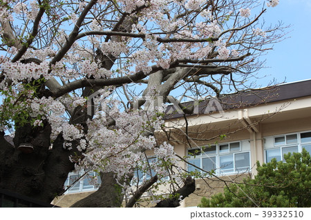 Sakura of school in Kamakura 39332510