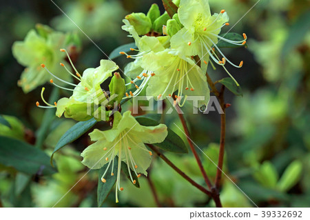 開花在樹蔭下的蜥蜴杜娟花Inokashira恩施公園 開花在樹蔭下的蜥蜴杜娟花Inokashira恩施公園 39332692