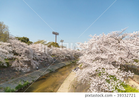 Cherry blossoms at Yamazaki River 39332721