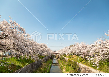 Cherry blossoms at Yamazaki River Cherry blossoms at Yamazaki River 39332723