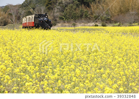 Obata road train train and rape field 39332848