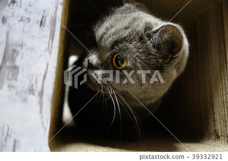 Hello from the box Hello from the box 39332921