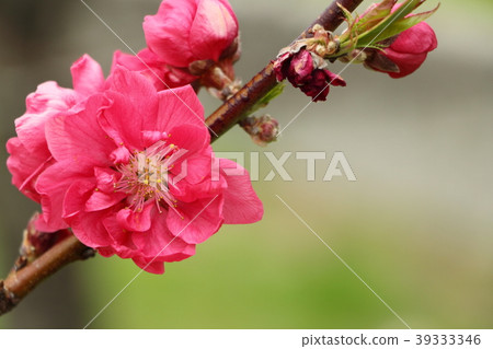 桃花（三月） 39333346