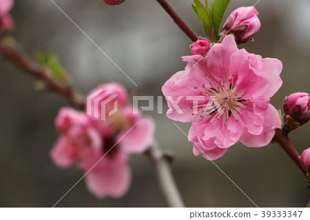 桃花（三月） 39333347