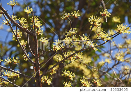 Sanshuyu（Yamushi） 39333605