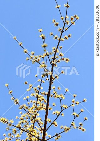 Sanshuyu(Yamushi) Sanshuyu(Yamushi) 39333606