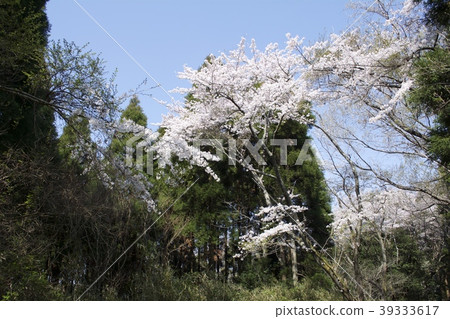 櫻花在山上 櫻花在山上 39333617
