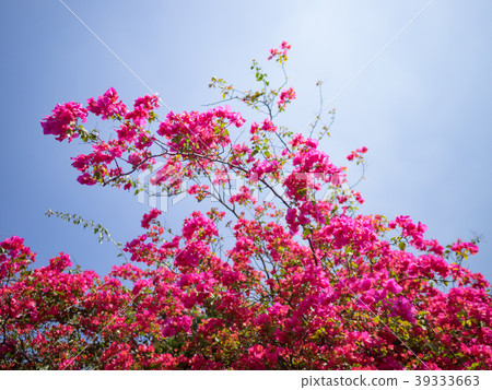 Bougainvillea Bougainvillea 39333663