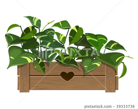 Golden Pothos Plant Golden Pothos Plant 39333736