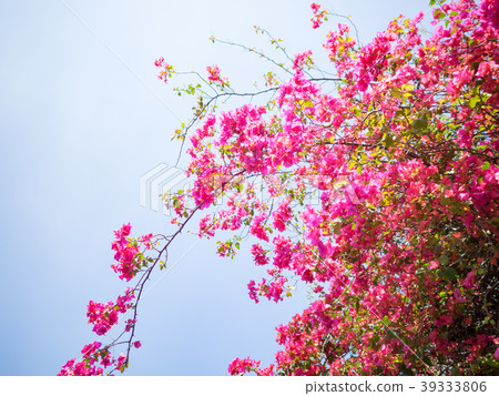 Bougainvillea 39333806