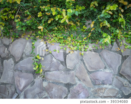 Climbing wall plant 39334080