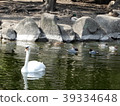    Swan and duck 39334648