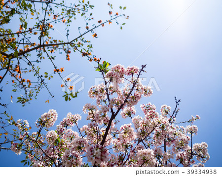 Night cherry 39334938