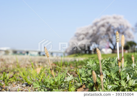 地球文字刷春天春天早晨櫻花 39335004