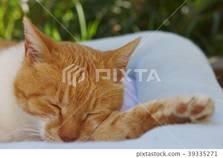 Sleeping tea cat 39335271