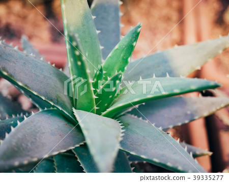 Aloe vera plant. Aloe grows in the ground 39335277
