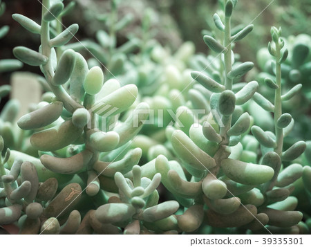 The Pachyphytum compactum. Succulent plant The Pachyphytum compactum. Succulent plant 39335301
