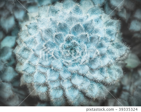Echeveria setosa. Fluffy succulent from Mexico Echeveria setosa. Fluffy succulent from Mexico 39335324