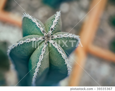 Green Cactus Pachycereus marginatus Closeup Trunk Green Cactus Pachycereus marginatus Closeup Trunk 39335367