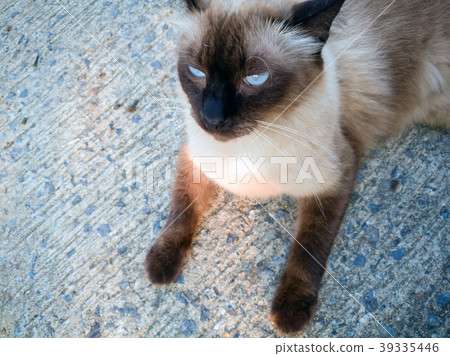 Action Animal Themes Cat, Thai cat looking action Action Animal Themes Cat, Thai cat looking action 39335446