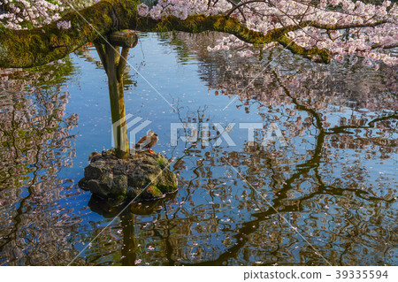 Mishima Taisha Cherry tree Mishima Taisha Cherry tree 39335594