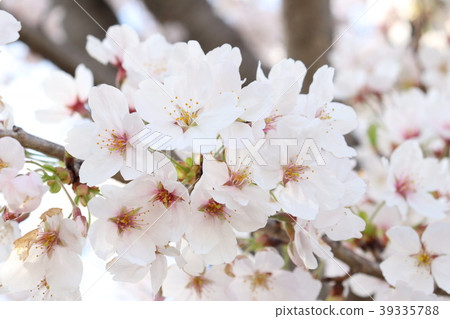 櫻桃樹 櫻桃樹 39335788