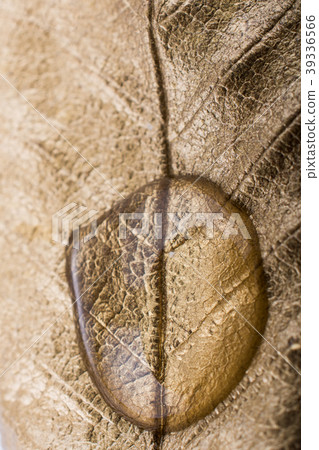 Water drops on a gold color painted leaf Water drops on a gold color painted leaf 39336566