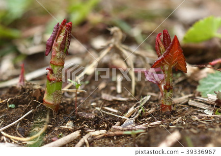 Nature Plants Itadari, "Scampo" and many others. It is familiar Yamana can be picked up in Japan 39336967