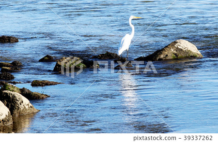 Close up of a crane standing on the rocks Close up of a crane standing on the rocks 39337262