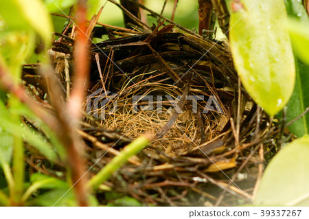 Empty birds nest after the chicks left 39337267