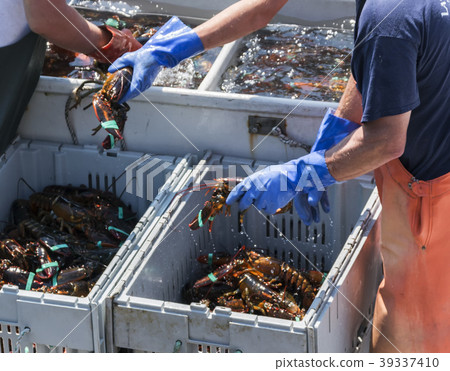 Live Maine Lobsters being sorted  by fishermen 39337410