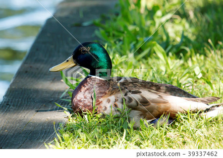 Mallard resting in the grass by the lake 39337462