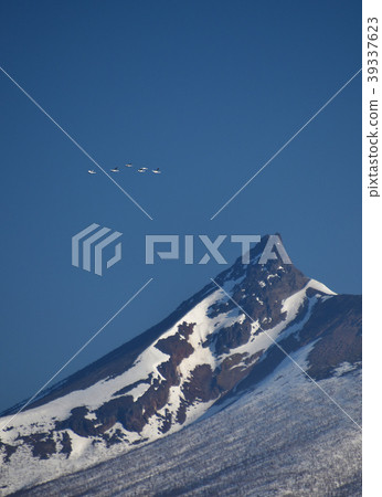 Taking a landscape of swans flying with the sword of Komagatake in Hokkaido Onuma Quasi-National Park over spring 39337623
