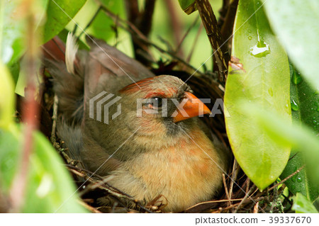 Cardinal bird sitting on newborn chicks in nest Cardinal bird sitting on newborn chicks in nest 39337670