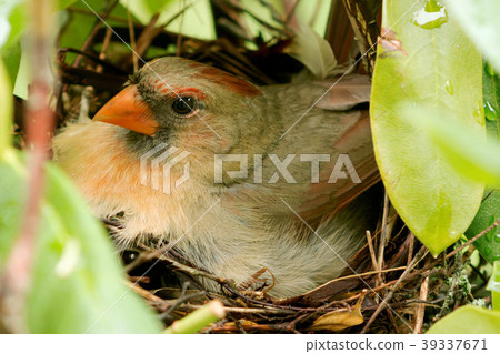 Female cardinal in the nest on newborn chicks Female cardinal in the nest on newborn chicks 39337671