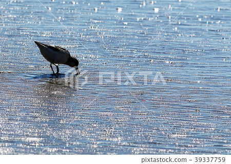 Piping Plover in the sparking ocean 39337759