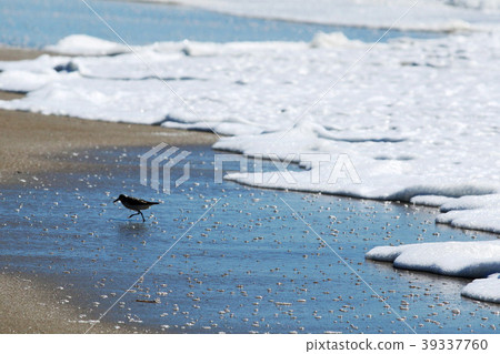 Piping plover avaoding the water Piping plover avaoding the water 39337760
