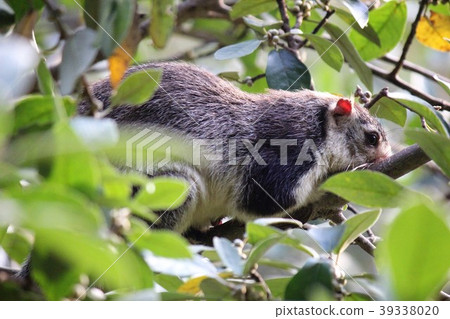Wild Sri Lankan Giant Squirrel at Candalama Wild Sri Lankan Giant Squirrel at Candalama 39338020