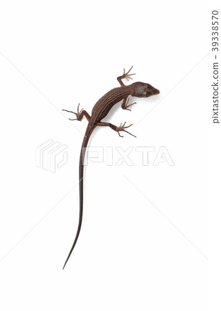 在白色背景的飛蛾 在白色背景的飛蛾 39338570