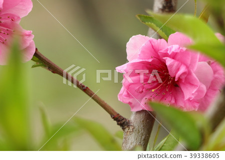 Peach blossoms (March) 39338605