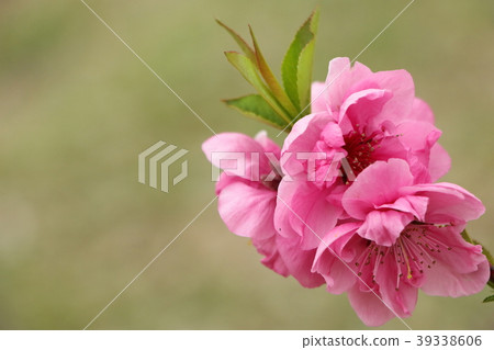 Peach blossoms (March) 39338606