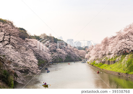 Cherry blossoms in spring and Chidorigafuchi Cherry blossoms in spring and Chidorigafuchi 39338768