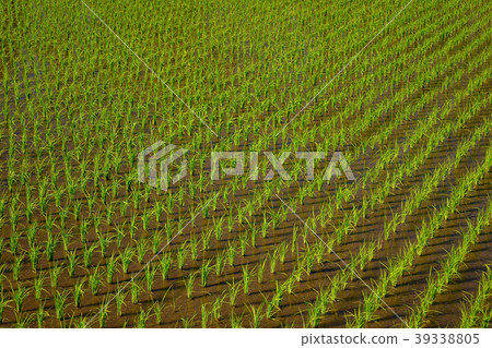 Background of the paddy rice in green farmland Background of the paddy rice in green farmland 39338805