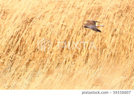 A crow A crow 39338807